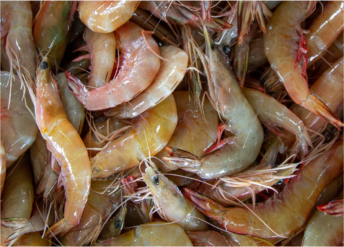 Fresh Shrimp