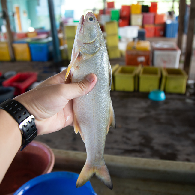 马友鱼 午鱼 Threadfin Ys Seafood 渔乡鲜货 · 直送到府