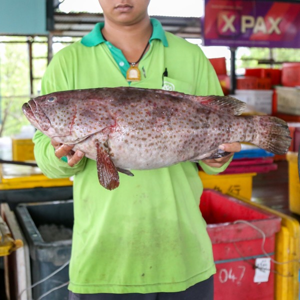 石斑鱼 Grouper Ikan Kerapu Ys Seafood 渔乡鲜货 · 直送到府