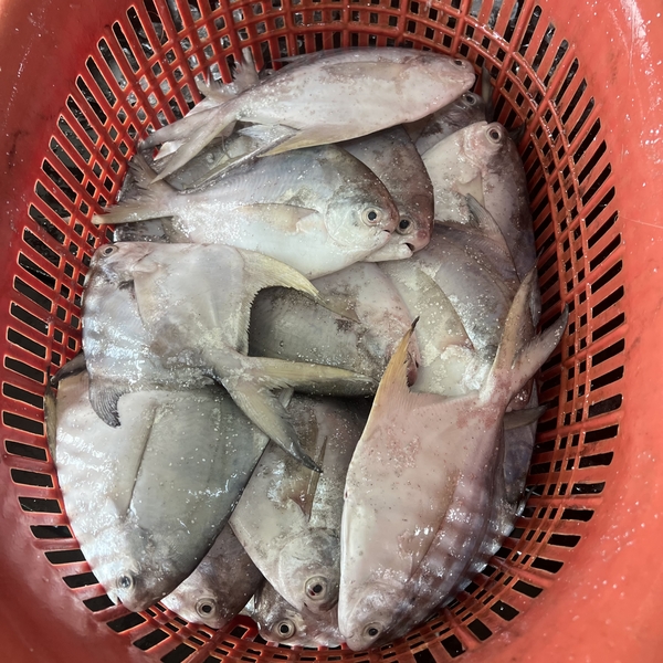 白鲳鱼 White Pomfret Ys Seafood 渔乡鲜货 · 直送到府