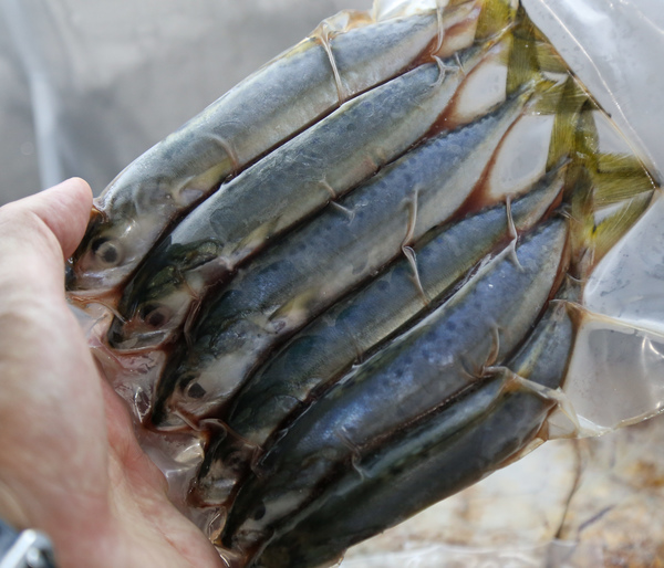 甘榜鱼 Ikan Kembung Ys Seafood 渔乡鲜货 · 直送到府