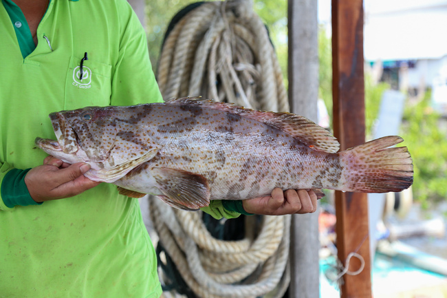 石斑鱼 Grouper Ikan Kerapu Ys Seafood 渔乡鲜货 · 直送到府