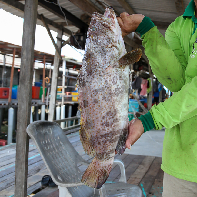 石斑鱼 Grouper Ikan Kerapu Ys Seafood 渔乡鲜货 · 直送到府