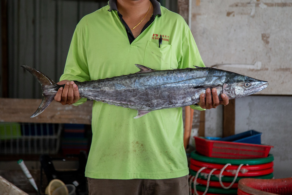 竹鲛鱼 Narrow Barred Spanish Mackerel Ys Seafood 渔乡鲜货 · 直送到府